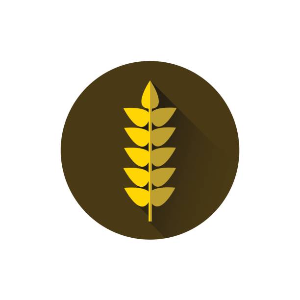 пшеница спайк икона спелые зерновые культуры - corn stubble illustrations stock illustrations