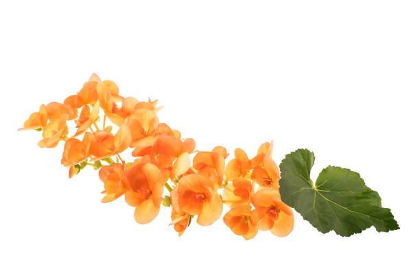 istock Floral composition of orange flowers 842941320