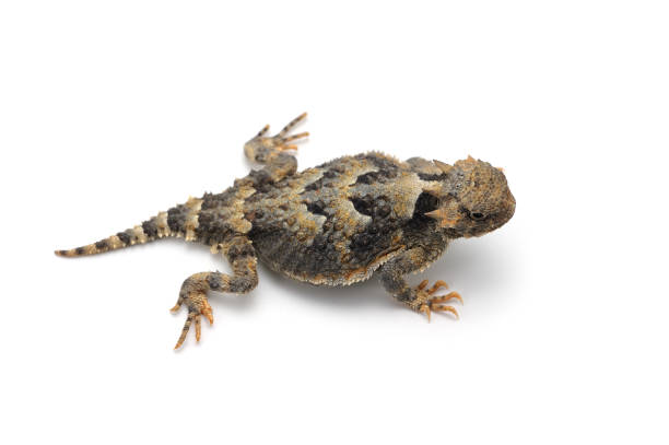 istock Greater Short-horned Lizard isolated on white background 842941864