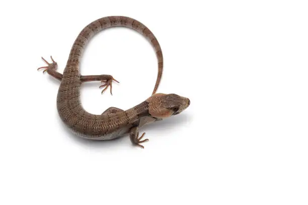 The pink-tongued skink isolated on white background