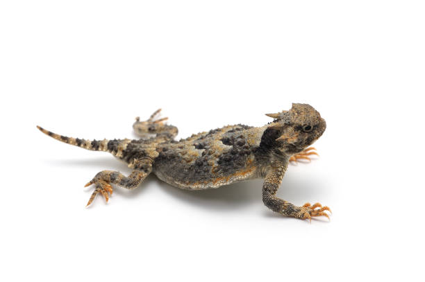 istock Greater Short-horned Lizard isolated on white background 842941868