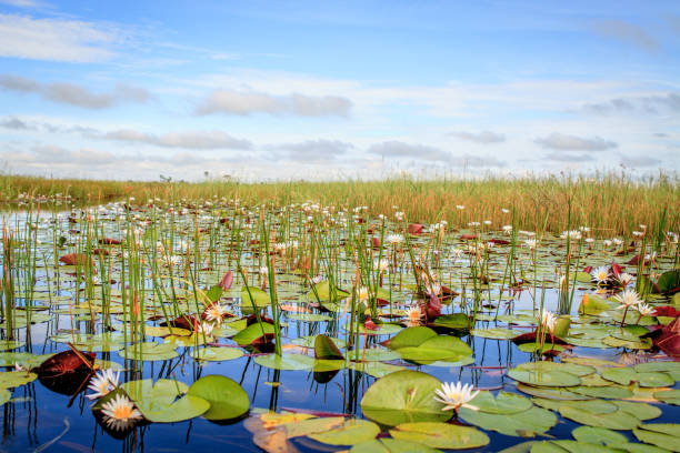 lírios de água no delta do okavango. - marsh swamp plant water lily - fotografias e filmes do acervo