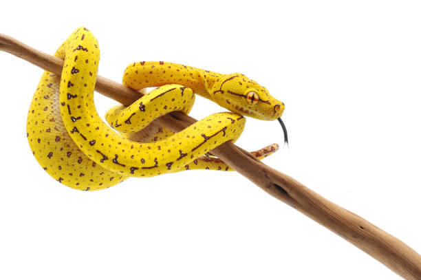 pitón verde de árbol aislado sobre fondo blanco - herpetología fotografías e imágenes de stock