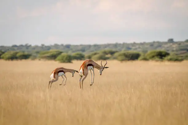 Two Springboks pronking in the grass in the Central Kalahari, Botswana.