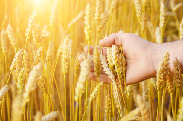 istock Wheat ears and the hand. Harvest concept 842945988