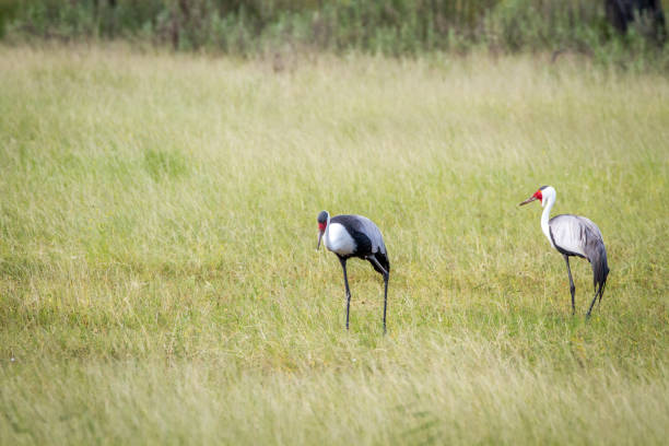istock Two Wattled cranes standing in the grass. 842948938