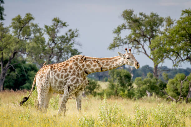 istock Giraffe walking in the grass with Oxpeckers. 842949096