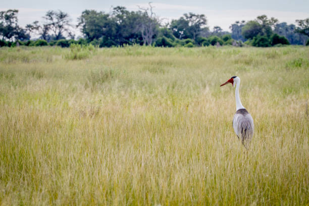 istock Wattled crane standing in the grass. 842949230