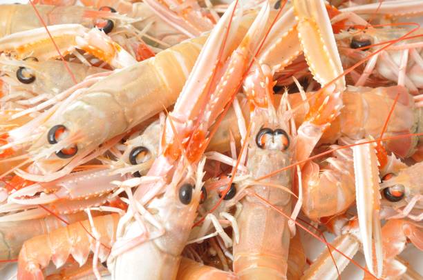 istock Close-up of three scampi 842950182