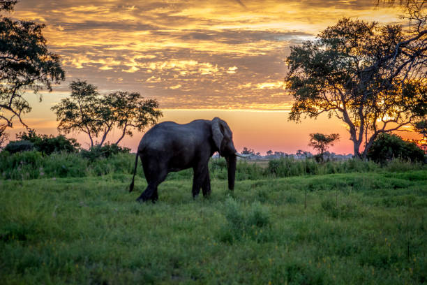 istock Elephant walking at sunset in the Okavango Delta. 842953488