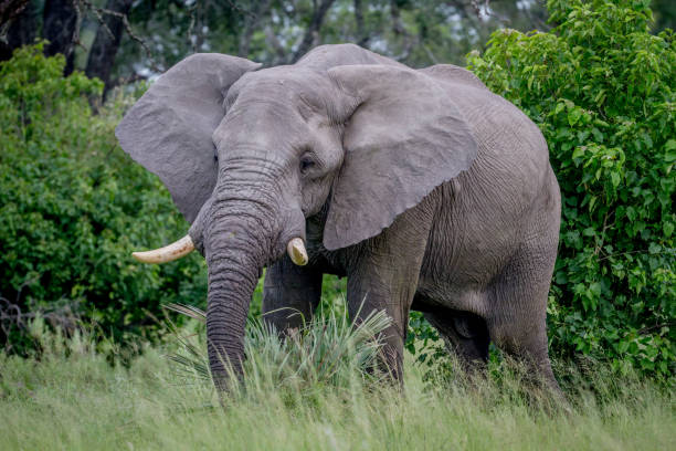 istock Big Elephant bull starring at the camera. 842953500