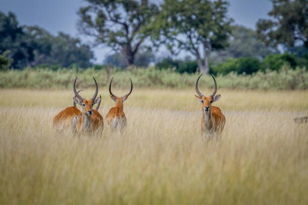 istock Group of Lechwes standing in the long grass. 842953520