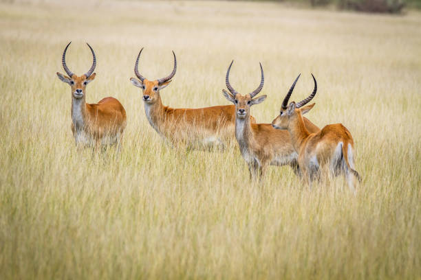 istock Group of Lechwes standing in the long grass. 842953528