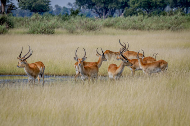 istock Group of Lechwes standing in the long grass. 842953572