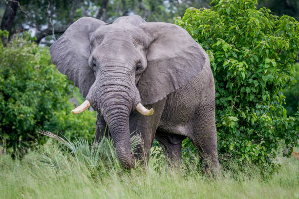 grand taureau d’éléphant en vedette à la caméra. - staring photos et images de collection