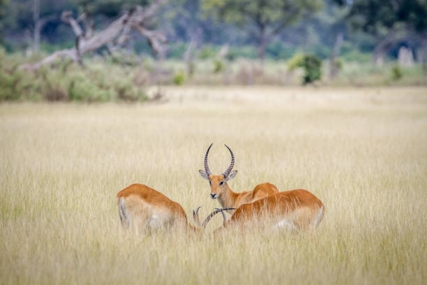 istock Group of Lechwes standing in the long grass. 842953602