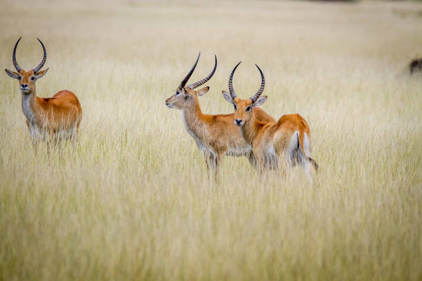 istock Group of Lechwes standing in the long grass. 842953606