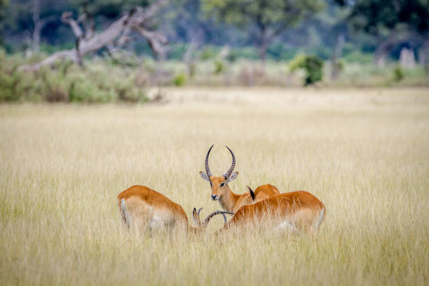 istock Group of Lechwes standing in the long grass. 842953658