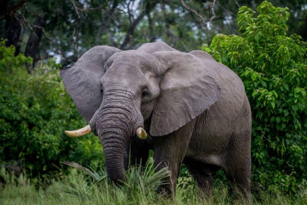 istock Big Elephant bull starring at the camera. 842953670
