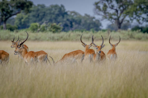 istock Group of Lechwes standing in the long grass. 842953696