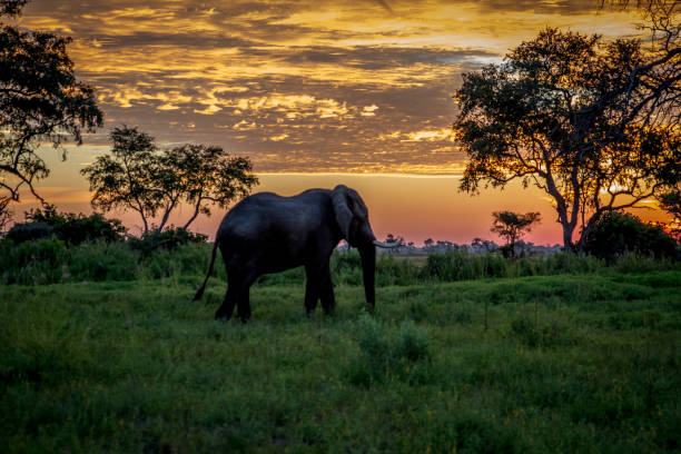 istock Elephant walking at sunset in the Okavango Delta. 842953714