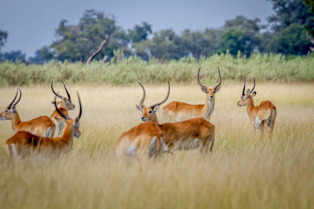 istock Group of Lechwes standing in the long grass. 842953718