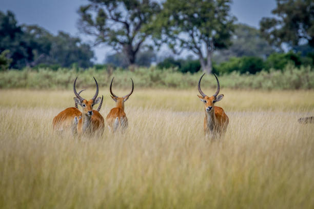 istock Group of Lechwes standing in the long grass. 842953788