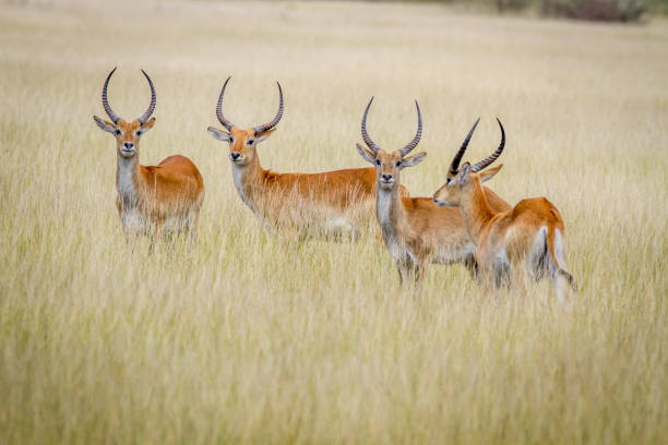 istock Group of Lechwes standing in the long grass. 842953844