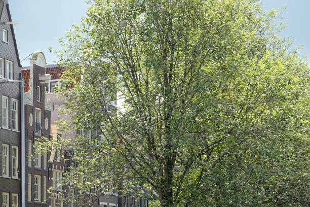 istock the city of amsterdam 842956230