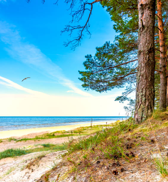 istock Coastal landscape at the Baltic Sea 842957048