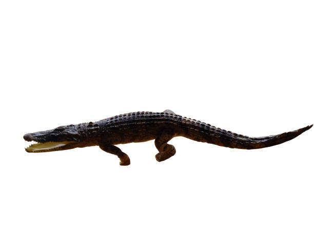 istock Crocodile Taxidermy on white background. 842957282