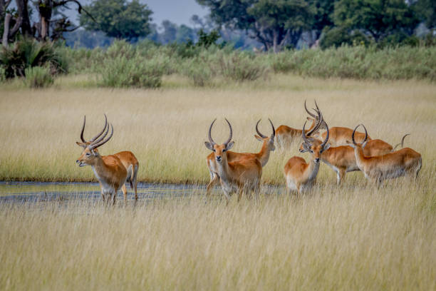 istock Group of Lechwes standing in the long grass. 842957512