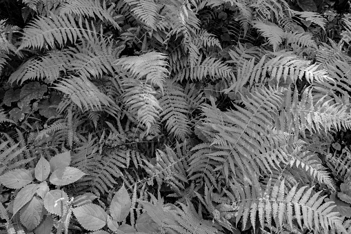 Ferns act as ground cover in the forest in a black and white image