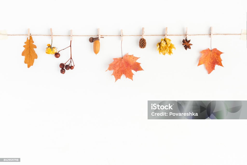 Autumn Fall composition on white background. Flat lay, top view Autumn composition. Autumn flowers and leaves, acorn, pine cone, anise star. Flat lay, top view, copy space Autumn Stock Photo