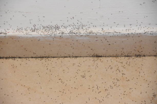 istock A floor full of ants 842960764