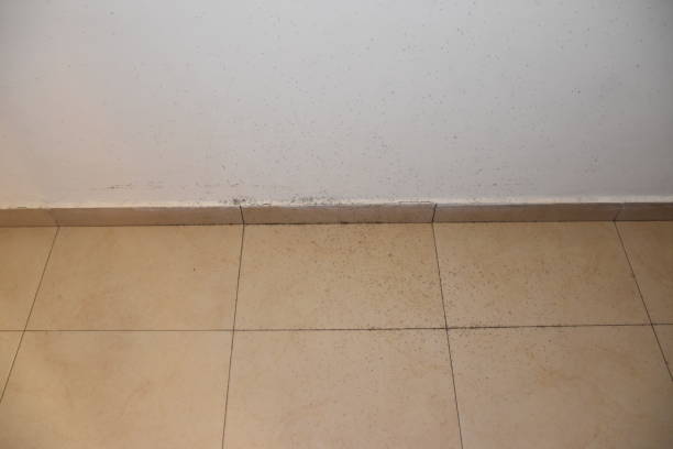istock A floor full of ants 842960766