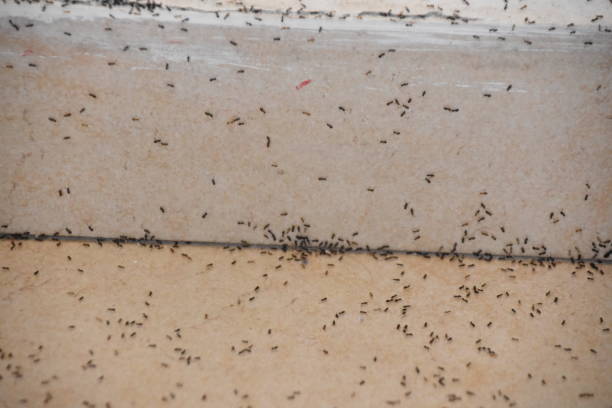 istock A floor full of ants 842960836