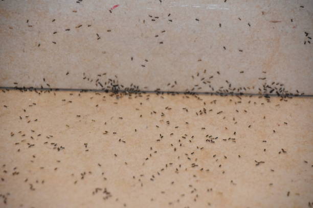 istock A floor full of ants 842960858