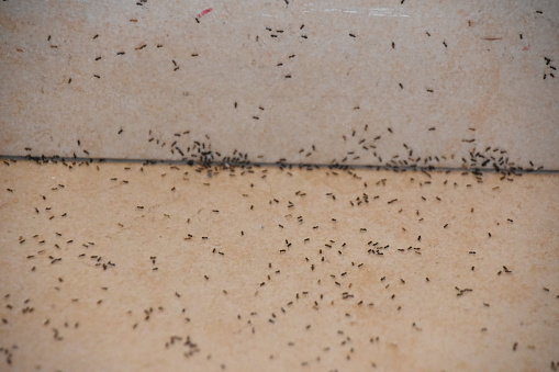 A floor full of ants