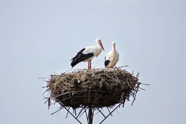 istock Poland/Belarus border. Storks in the nest 842961034