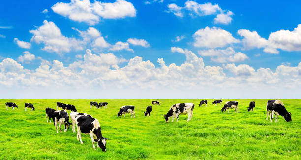 istock Cows on a green field and blue sky. 842961200