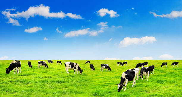 istock Cows on a green field and blue sky. 842961210