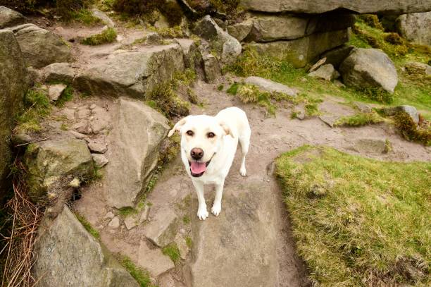 istock Labrador Retriever in the English countryside 842964010