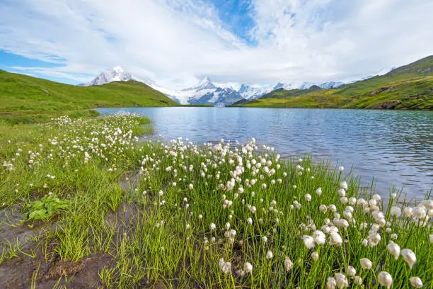 Nice view of flowers eriophorum sheuchzeri near the lake. Swiss Alps, Europe. Wetterhorn, Schreckhorn, Finsteraarhorn et Bachsee. (relaxation, harmony, anti-stress - concept).