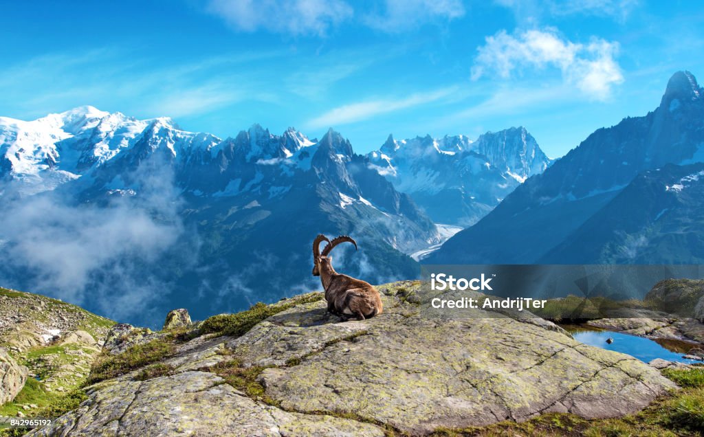 Un paysage magique avec la chèvre des montagnes Rocheuses au milieu des Alpes (stress relief, repos, vacances - concept) - Photo de Faune libre de droits