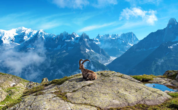 uma paisagem mágica com a cabra da montanha, no meio dos alpes (estresse alívio, descanso, férias - conceito) - nature wildlife horizontal animal - fotografias e filmes do acervo