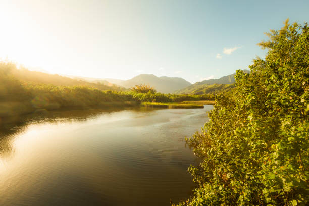 istock river on kauai island, hawaii islands 842966426
