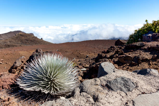 planta silversword en isla de maui de volcán haleakala, hawaii islas - haleakala silversword fotografías e imágenes de stock