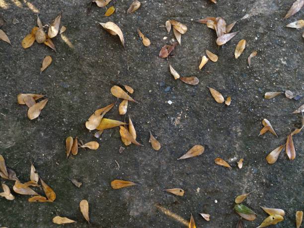 istock brown dry leaf on dirty old concrete for background 842969588