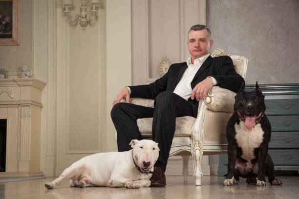 Man seating in armchair. Dogs: black pit bull or stafforshire terrier, white bull terrier seatting in the legs of man Man seating in armchair. Dogs: black pit bull or stafforshire terrier, white bull terrier seatting in the legs of man in vintage studio pit bull power stock pictures, royalty-free photos & images